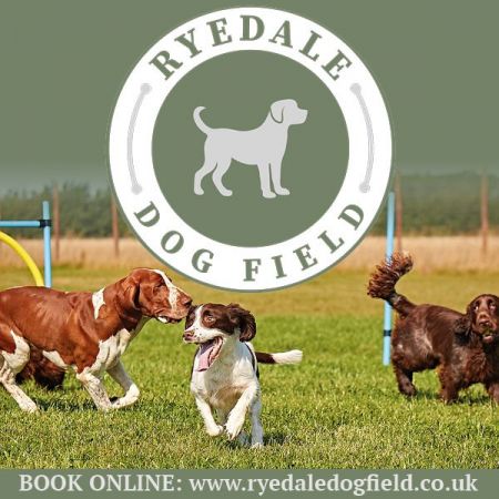 Things to do in Malton & Pickering visit Ryedale Dog Field